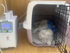 -美联众合动物医院·24h京西诊疗中心