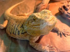 -喵园·猫主题咖啡厅·撸猫·猫咖(国贸店)