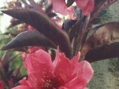 -锦尚阁烤鱼•天津菜(宣武门胡同店)