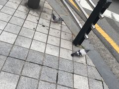 -新世界百货(明洞总店)