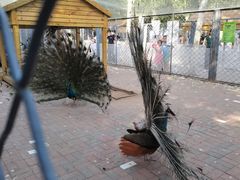 -长白岛森林公园