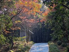 -黄埔油麻山森林公园