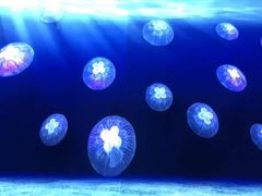 -海合安武汉极地海洋公园