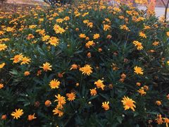 -马帮寨院坝火锅(龙港公园店)