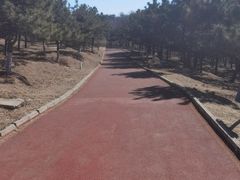 -云岗森林公园