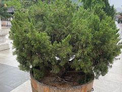 -天津大悲禅院