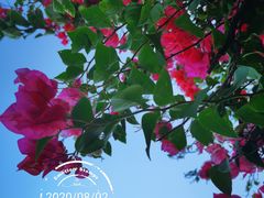 -黄金海岸环岛路