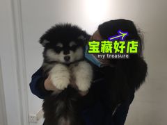 -Let's go狗咖·猫咖·奶狗·桌游(春熙路IFS店)