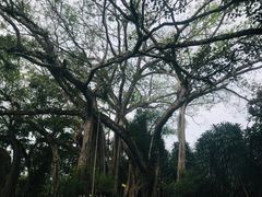 -瑞丽独树成林风景区