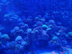 -太平洋海底世界