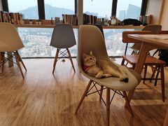 大堂-猫小主咖啡·猫咖cat cafe(福田店)