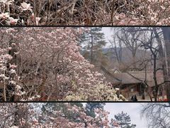 -潭柘寺景区