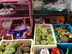 -曲阳花鸟市场(曲阳路店)