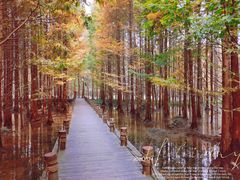 -桤木河湿地公园