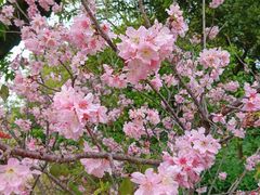 -王借岗森林公园