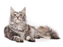 -客栈猫舍(中央北路店)