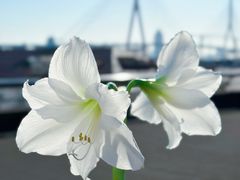 -曲阳花鸟市场(曲阳路店)