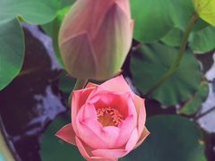 -白洋淀景区