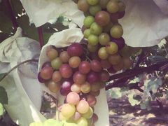 -马陆小张葡萄园农家乐