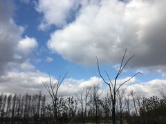 -上海长兴岛郊野公园