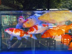 -鲤鱼塘农家山庄