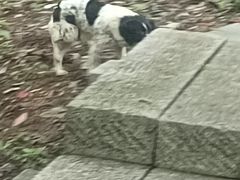 -杭州半山国家森林公园