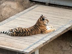 -石家庄市动物园