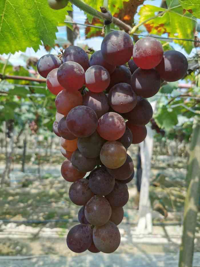 九龙湖葡萄-"葡萄很好吃,相较于过于甜腻的葡萄99这里.