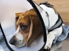 -爱侣宠医·鹦鹉专科·小型哺乳类·异宠专科(灵石路店)