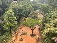 -广州长隆野生动物世界