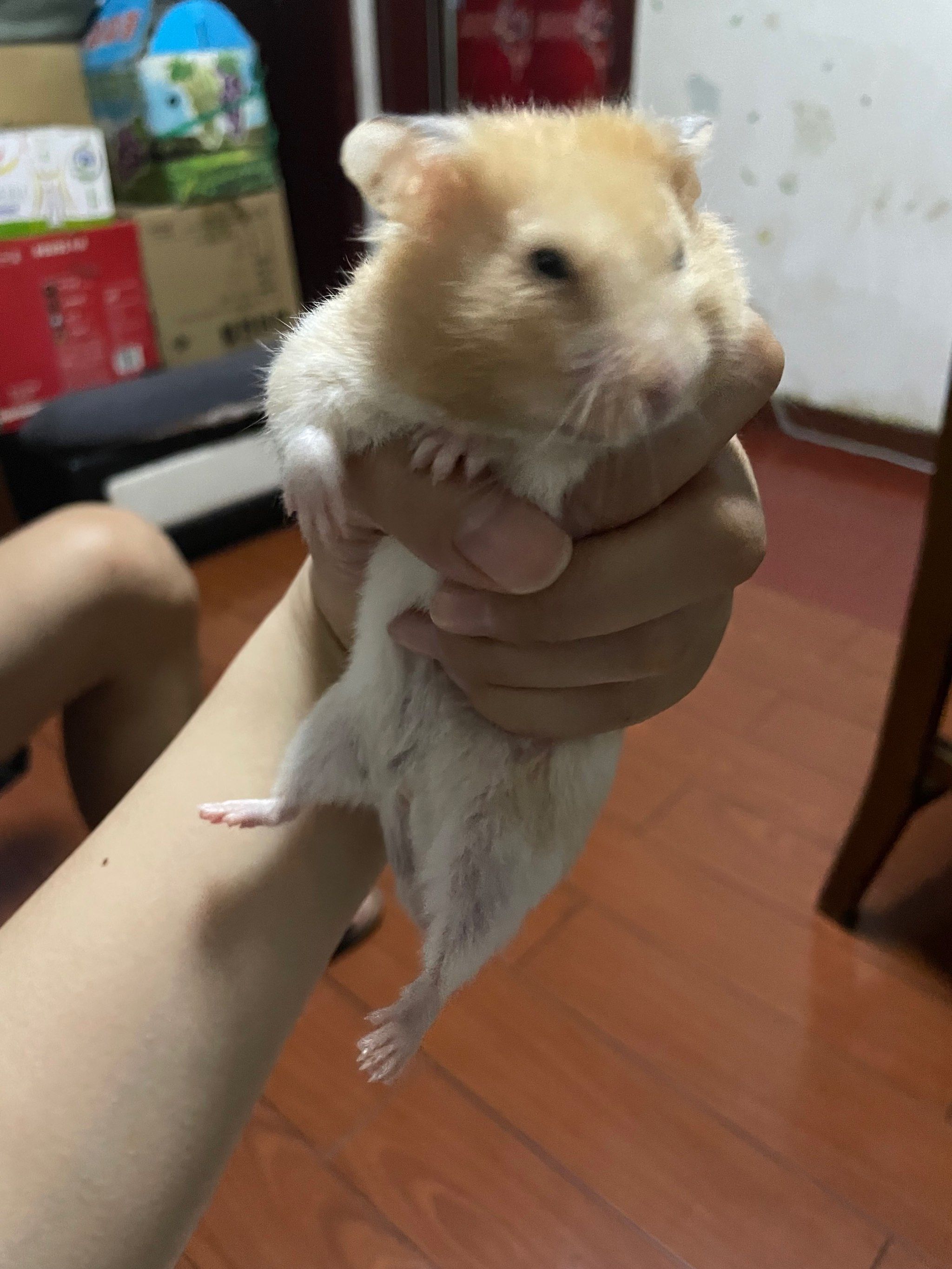 仓鼠和豚鼠的区别