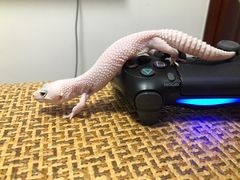 -爱诺耐芙动物医院(万博店)