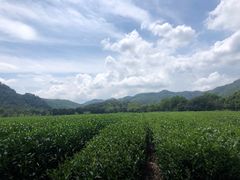 -中国茶叶博物馆(双峰馆区)