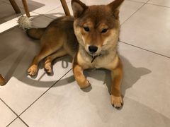 -柴务处·柴犬主题狗咖