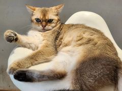 -飞行喵MR PILOT|猫舍·猫咖(静安大融城店)