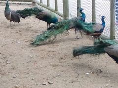 -丹樱生态园