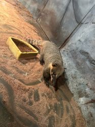 -Zoolung Zoolung动物主题公园(海信广场店)