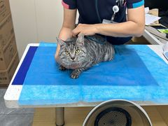 -美联众合爱康动物医院•复杂内科•肿瘤科•牙科•腔镜诊疗中心