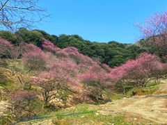 -新建村梅花