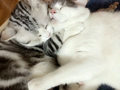 -Bastet sally猫舍购宠(静安店)