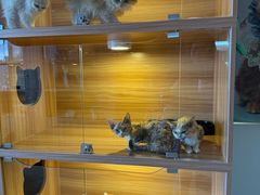 -猫十亿·布偶金渐层·曼基康矮脚猫舍(青年路店)