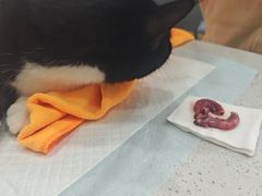 -瑞派宠物医院·犬猫全科·猫友好(宾水西道店)