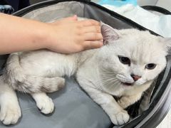 -伟伟宠物医院·CT影像中心·瑞派犬猫综合性门诊(汉口总院)