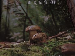 -蘑界·野生菌火锅(深业上城店)