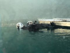 -西雅图水族馆