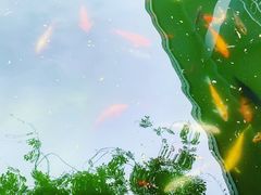 -宋庆龄幼儿园(虹梅路)