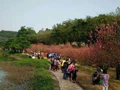 -南国桃园旅游度假区