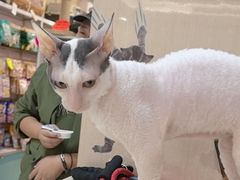 -北京观赏动物医院·24小时大型综合·猫专科·异宠专科