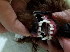 -菲尔斯特宠物医院