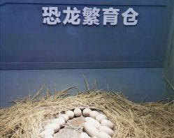 -恐龙探索乐园(磁器口店)